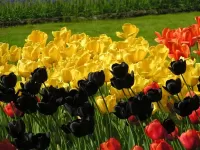 Puzzle Black tulips