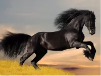 Пазл Черный конь