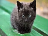 Puzzle Black kitten