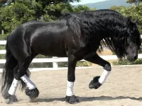 パズル Black stallion