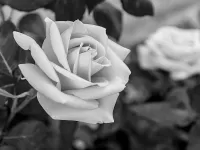 Пазл Черно-белая роза