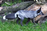 Puzzle Silver Fox