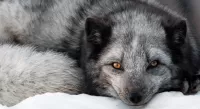 Quebra-cabeça silver fox