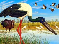 Slagalica Black-necked stork