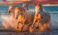 Quebra-cabeça Four horses