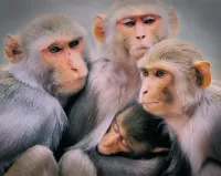 Puzzle Four monkeys