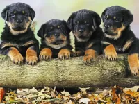 Jigsaw Puzzle Four puppy