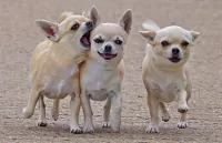 Bulmaca Chihuahua