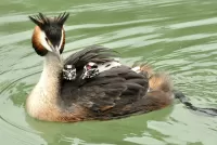 Puzzle Great crested grebe 