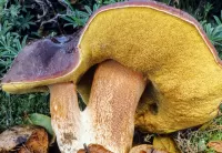 Rompecabezas Miracle mushroom