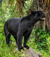Puzzle Black Panther