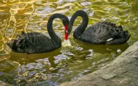 パズル Black swans