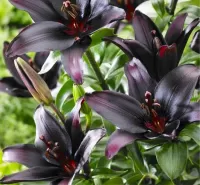 Jigsaw Puzzle Black Lily