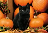 Quebra-cabeça Black kitten