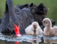 パズル Black Swan
