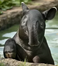 パズル Black tapir