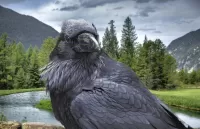 Пазл Чёрный ворон