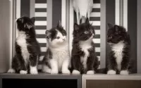 Jigsaw Puzzle Black and white kittens
