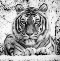 Пазл Чёрно-белый тигр