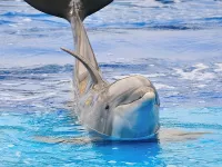 Quebra-cabeça delfin