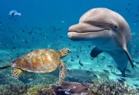 Quebra-cabeça Dolphin and turtle