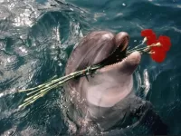 Bulmaca Delfin s tsvetami