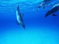 Bulmaca delfinchiki