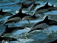 Rompecabezas Dolphins