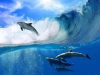 Слагалица Dolphins