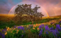 Слагалица Tree and rainbow