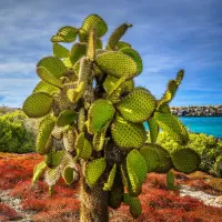 Slagalica Tree cactus