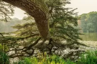Zagadka Tree over the water