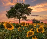 Rompecabezas Tree in sunflowers