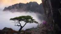 Puzzle Tree in the fog