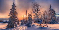 Слагалица Trees in the snow