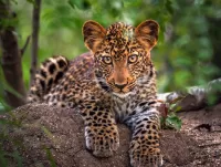 Rätsel Leopard cub