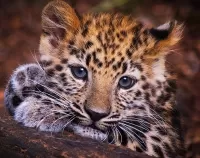 Слагалица Leopard cub