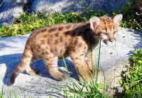 Rompicapo Cub Cougars