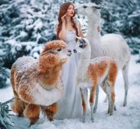 Slagalica Girl and three llamas
