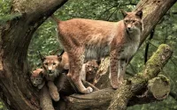 Rompicapo Wild cats
