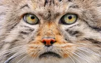 Rompicapo Wild cat