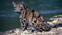 Слагалица Clouded leopard