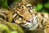 Jigsaw Puzzle Clouded leopard