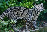 パズル Clouded leopard
