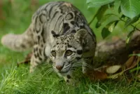 Слагалица clouded leopard