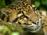 Rompecabezas Dimchatiy leopard
