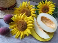 Quebra-cabeça Melon and sunflowers