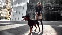 Jigsaw Puzzle Doberman and a girl