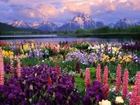 Jigsaw Puzzle Valley of Flowers