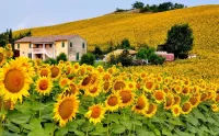 Rompicapo House among sunflowers